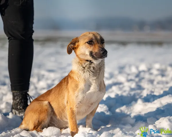 Znaleziono psa, Racławice, 2 stycznia 2026 (5/5)