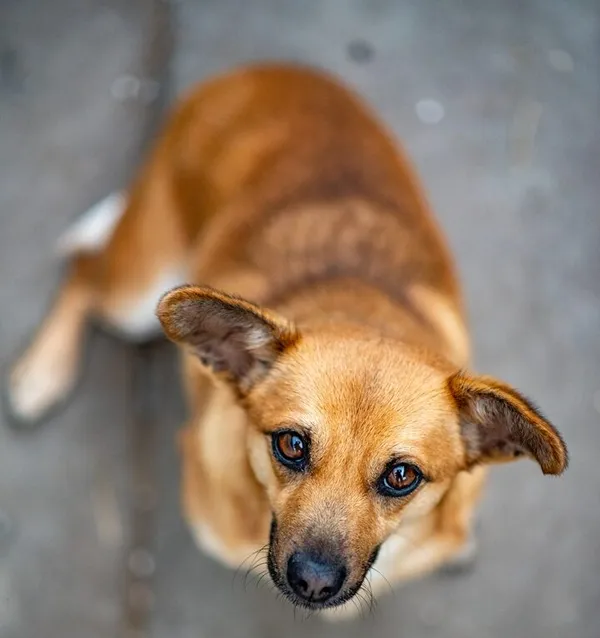 Znaleziono psa, Racławice, 1 stycznia 2026 (1/5)