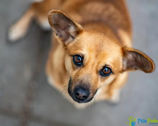 Znaleziono psa, Racławice, 1 stycznia 2026 (3/5)