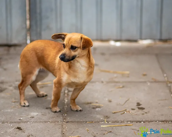 Znaleziono psa, Racławice, 1 stycznia 2026 (5/5)