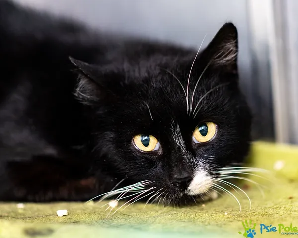 Znaleziono kota, Racławice, 30 grudnia 2025 (1/5)