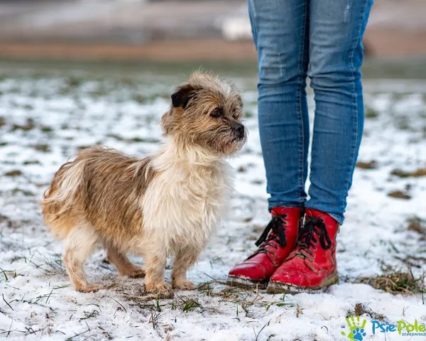 Znaleziono psa, Racławice, 30 grudnia 2025 (1/5)