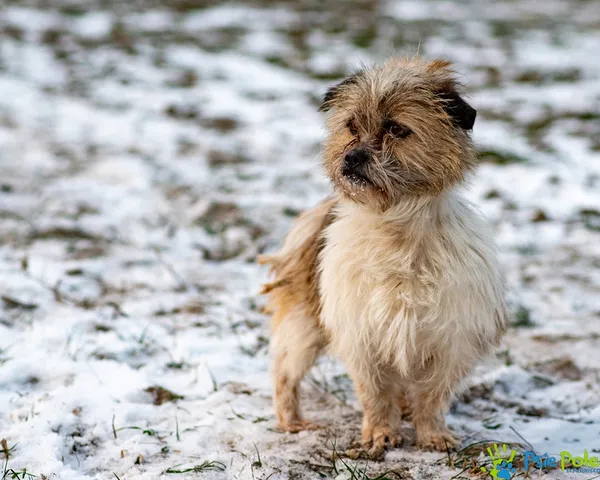 Znaleziono psa, Racławice, 30 grudnia 2025 (2/5)