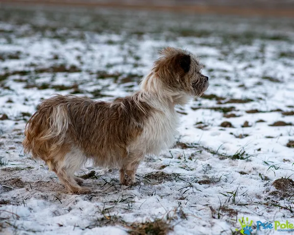Znaleziono psa, Racławice, 30 grudnia 2025 (4/5)