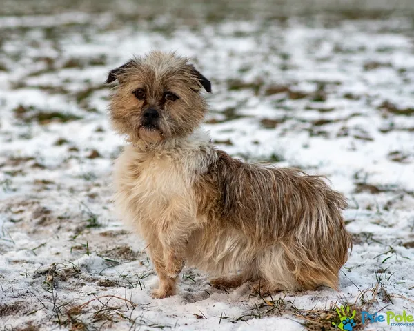 Znaleziono psa, Racławice, 30 grudnia 2025 (5/5)