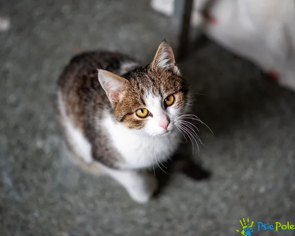 Znaleziono kota, Racławice, 29 grudnia 2025 (2/4)