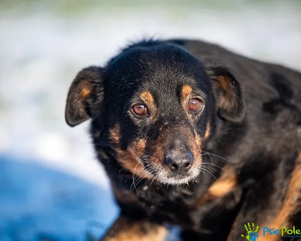 Znaleziono psa, Racławice, 29 grudnia 2025 (3/5)