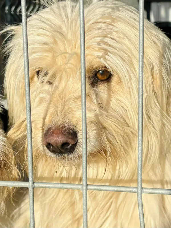 Pies do adopcji, Przyborówko, 7 stycznia 2026 (1/3)