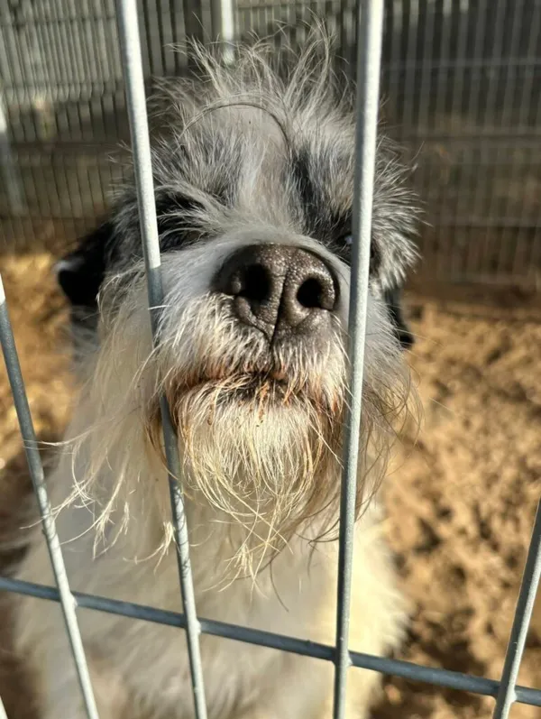 Pies do adopcji, Przyborówko, 7 stycznia 2026 (1/3)