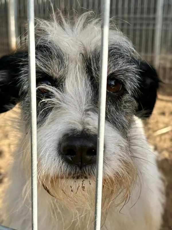 Pies do adopcji, Przyborówko, 7 stycznia 2026 (2/3)