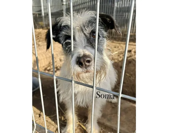 Pies do adopcji, Przyborówko, 7 stycznia 2026 (3/3)