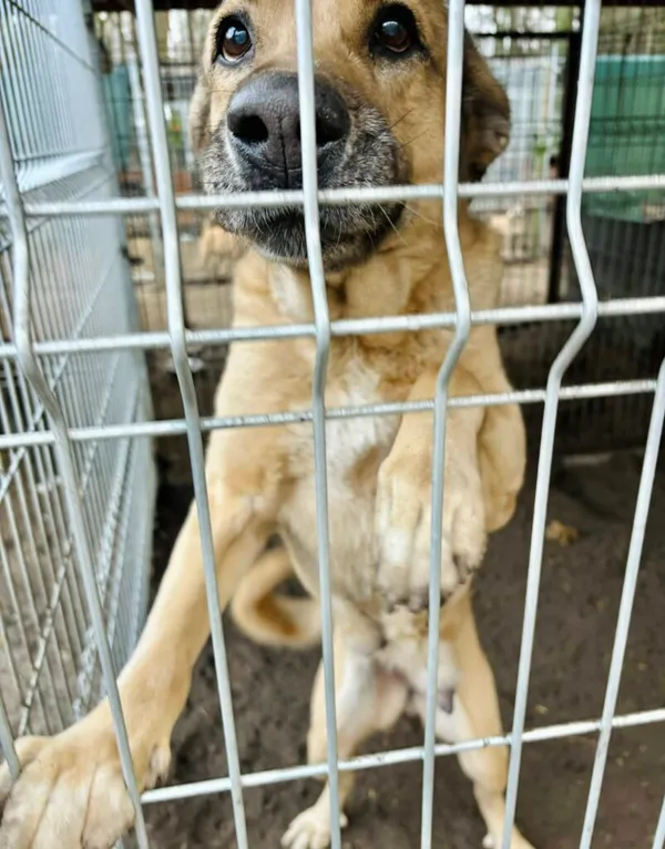 Pies do adopcji, Przyborówko, 7 stycznia 2026 (1/3)