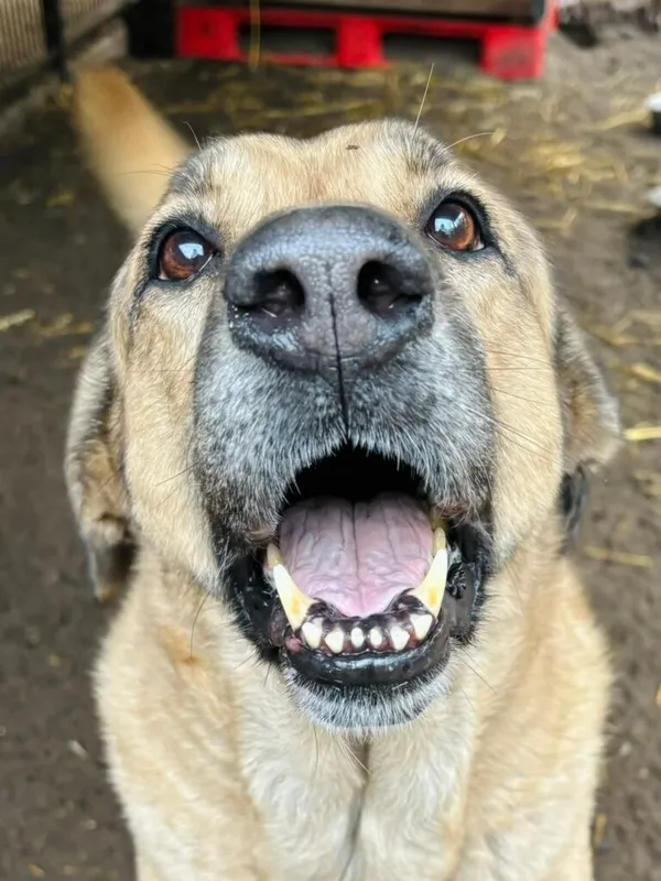 Pies do adopcji, Przyborówko, 7 stycznia 2026 (2/3)