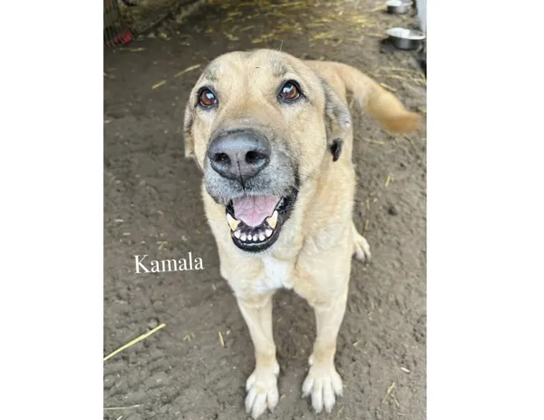 Pies do adopcji, Przyborówko, 7 stycznia 2026 (3/3)