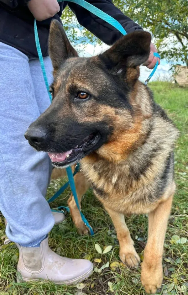 Pies do adopcji, Przyborówko, 7 stycznia 2026 (1/3)