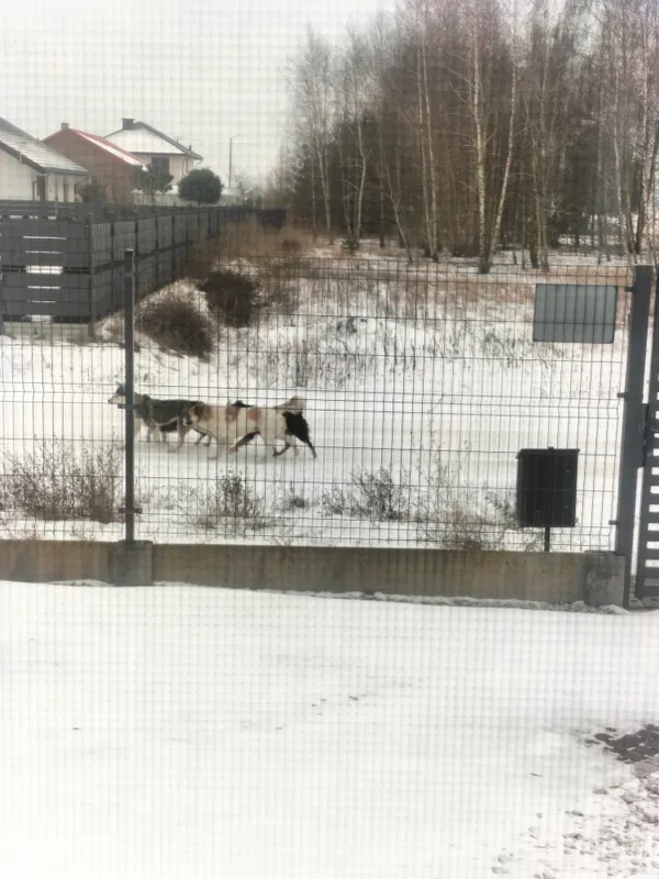 Znaleziono psa, Dąbrówka, 7 stycznia 2026 (2/4)