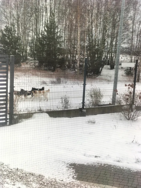 Znaleziono psa, Dąbrówka, 7 stycznia 2026 (3/4)