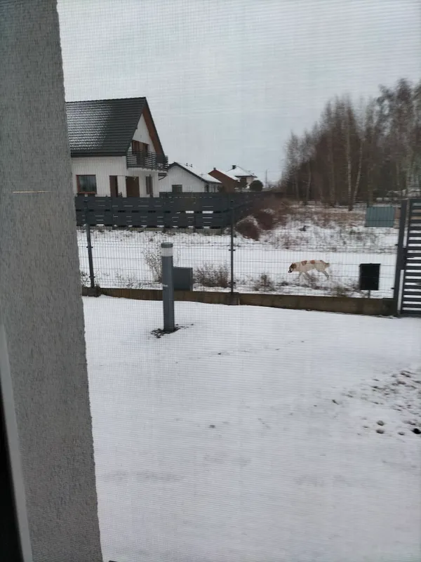 Znaleziono psa, Dąbrówka, 7 stycznia 2026 (4/4)