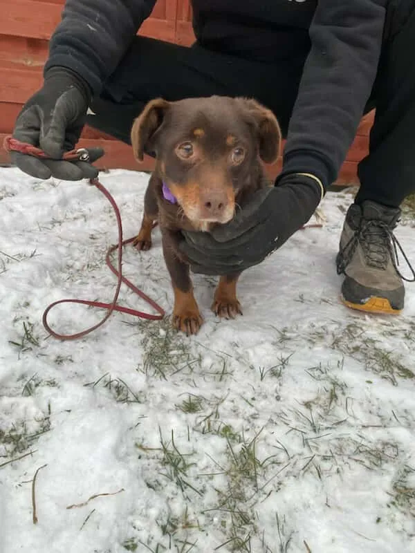 Znaleziono psa, Czartki, 7 stycznia 2026