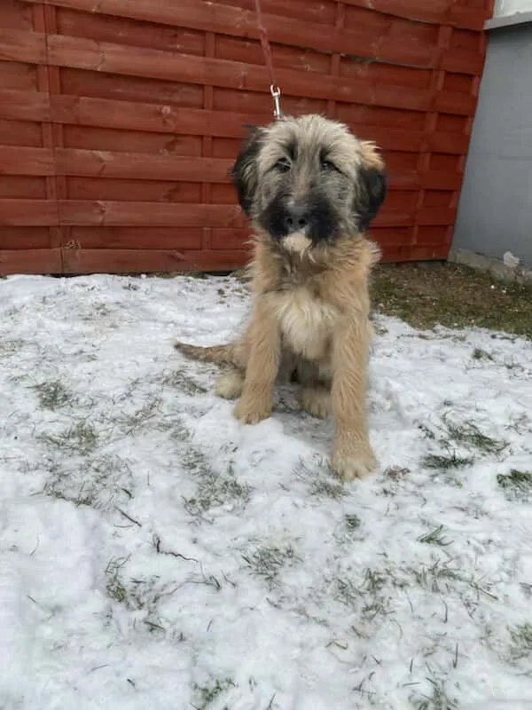 Znaleziono psa, Czartki, 7 stycznia 2026