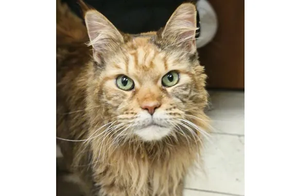 Kot do adopcji, Wrocław, 17 grudnia 2025