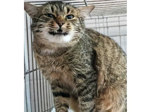 Kot do adopcji, Wrocław, 31 grudnia 2025