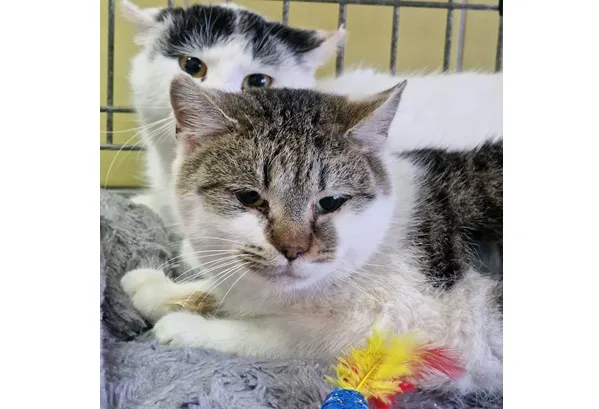 Kot do adopcji, Wrocław, 3 stycznia 2026