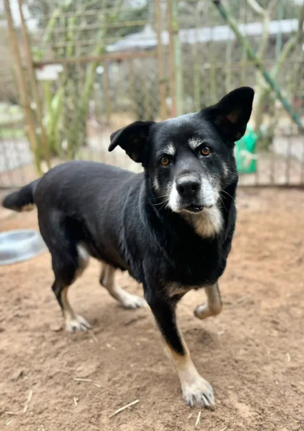 Pies do adopcji, Przyborówko, 7 stycznia 2026 (2/3)