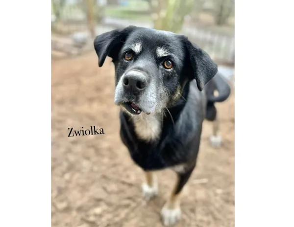 Pies do adopcji, Przyborówko, 7 stycznia 2026 (3/3)