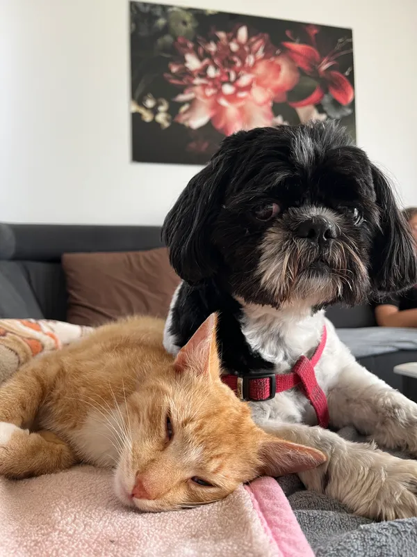 Zaginął pies, Nowy Duninów, 7 stycznia 2026 (2/4)