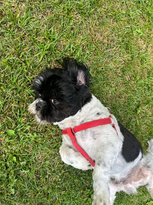 Zaginął pies, Nowy Duninów, 7 stycznia 2026 (3/4)