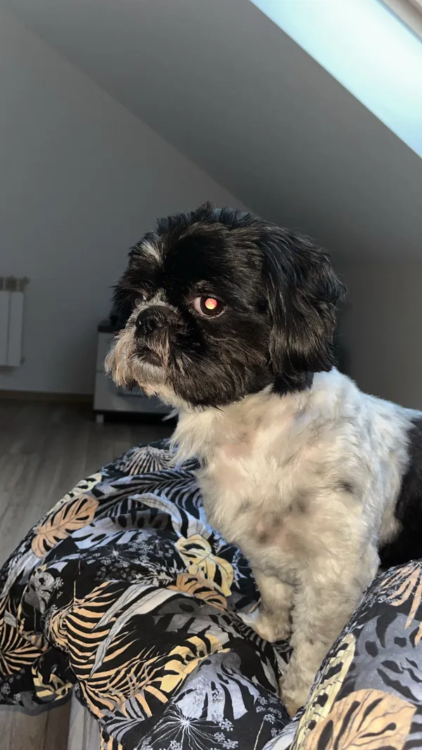 Zaginął pies, Nowy Duninów, 7 stycznia 2026 (4/4)