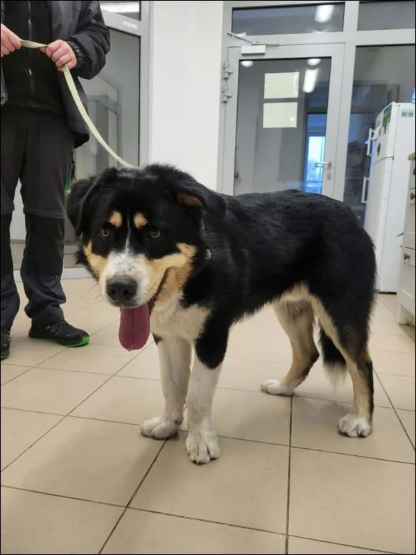 Znaleziono psa, Grudziądz, 7 stycznia 2026