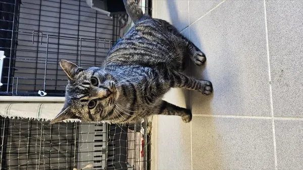 Znaleziono kota, Choszczno, 5 stycznia 2026