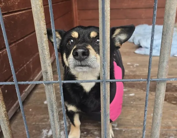 Pies do adopcji, Gorzów Wielkopolski, 6 stycznia 2026