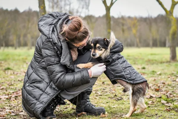 Pies do adopcji, Radom, 6 stycznia 2026 (4/5)