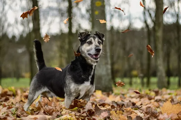 Pies do adopcji, Radom, 6 stycznia 2026 (1/5)