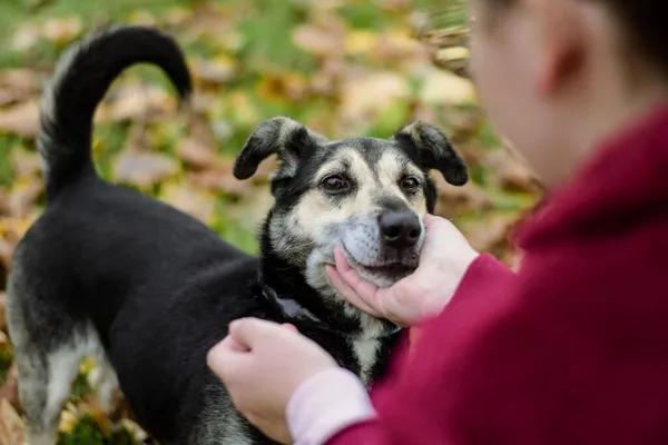 Pies do adopcji, Radom, 6 stycznia 2026 (2/5)