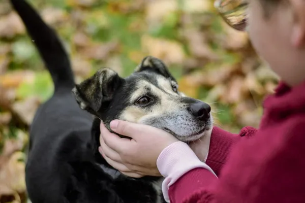 Pies do adopcji, Radom, 6 stycznia 2026 (4/5)