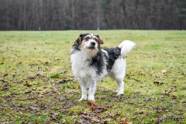 Pies do adopcji, Radom, 6 stycznia 2026 (5/5)