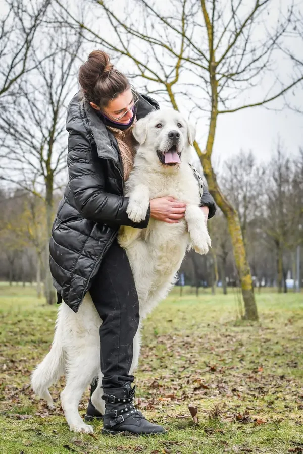 Pies do adopcji, Radom, 6 stycznia 2026 (2/5)