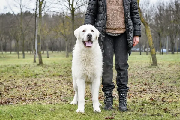 Pies do adopcji, Radom, 6 stycznia 2026 (3/5)