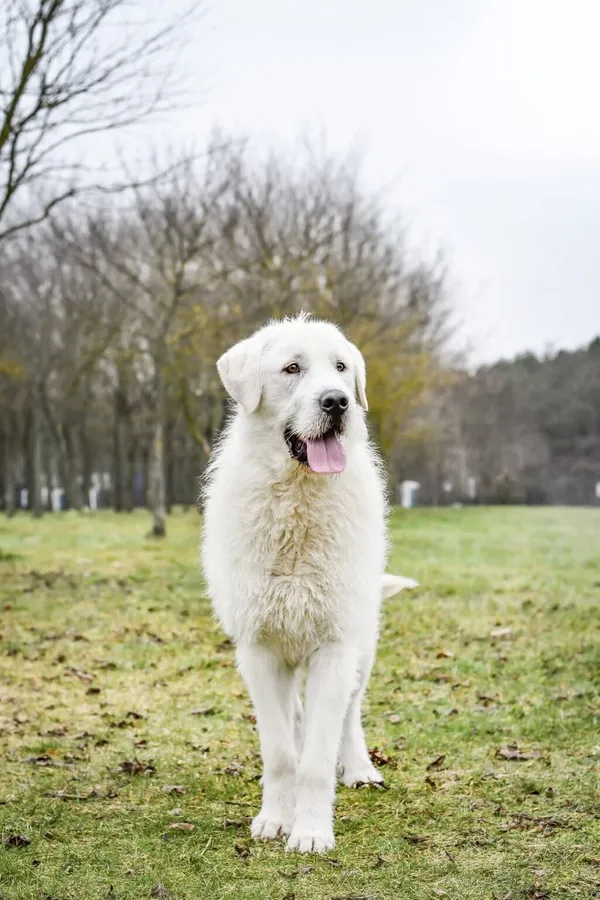 Pies do adopcji, Radom, 6 stycznia 2026 (5/5)