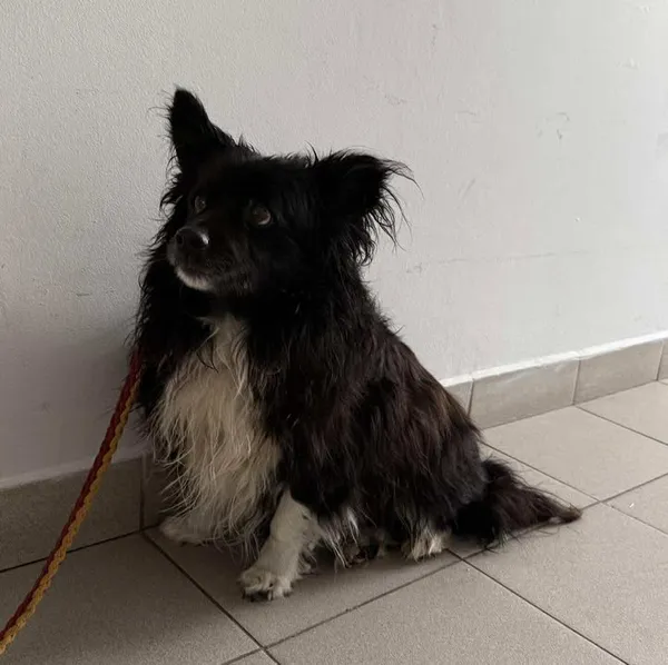 Znaleziono psa, Lublin, 7 stycznia 2026