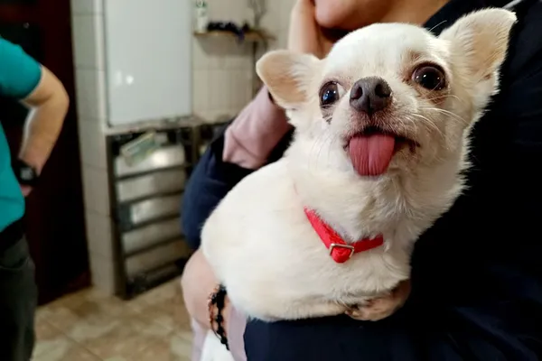 Znaleziono psa, Wałbrzych, 3 stycznia 2026