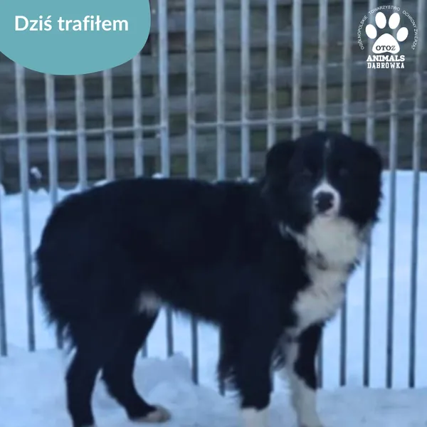 Znaleziono psa, Dąbrówka, 6 stycznia 2026