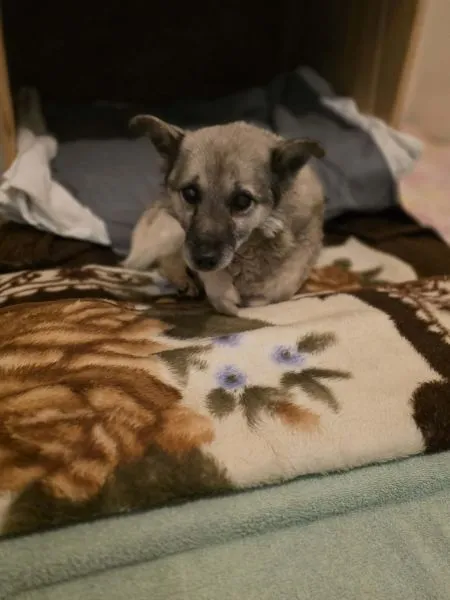 Pies do adopcji, Radom, 9 grudnia 2025