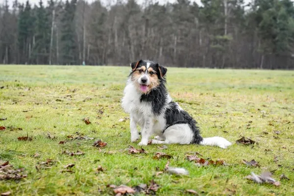 Pies do adopcji, Radom, 25 listopada 2025