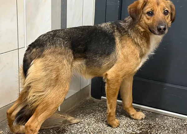 Znaleziono psa, Bydgoszcz, 7 stycznia 2026