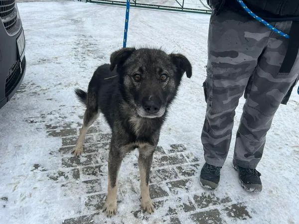 Znaleziono psa, Bydgoszcz, 7 stycznia 2026